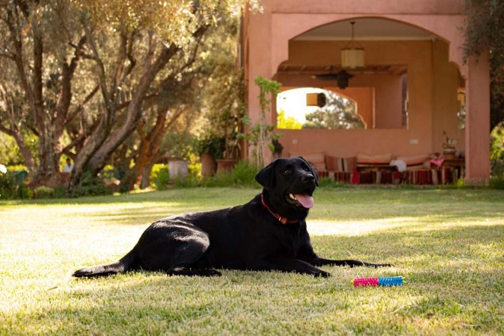 Greenlife Marrakech Марракеш Екстер'єр фото